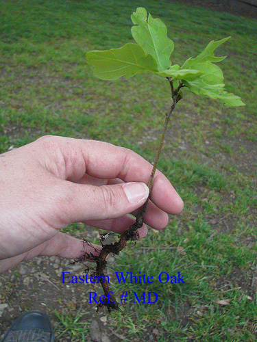 oak tree seedling